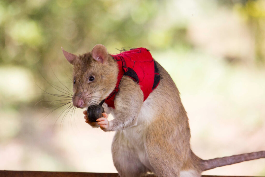 Een speurrat met een vestje en een balletje waarmee hij alarm kan slaan