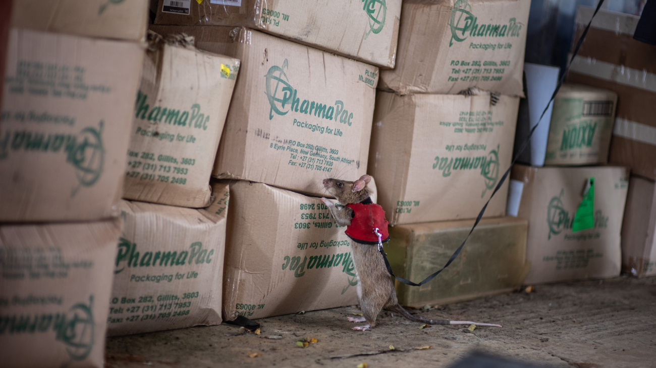 Een rat die getraind werd als spoorzoeker naar illegale dieren- en plantenhandel.