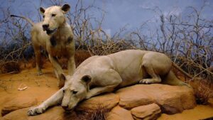 De Tsavo man-eaters tentoongesteld in het Field Museum of National History in Chicago.