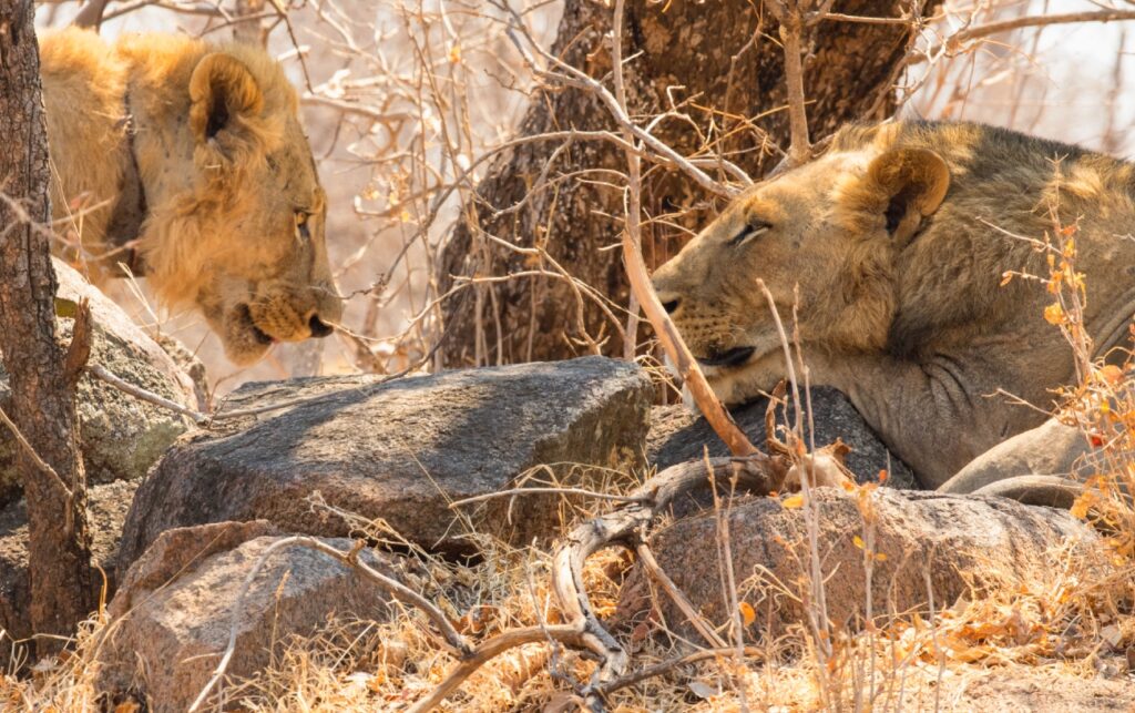 Moderne Tsavo-mannetjesleeuwen, zonder manen