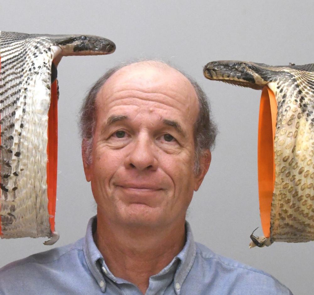 Bioloog Bruce Jayne poseert met een Birmaanse python met een mondopening van 22 centimeter (rechts) en met een nog groter exemplaar met een opening van 26 centimeter (links).