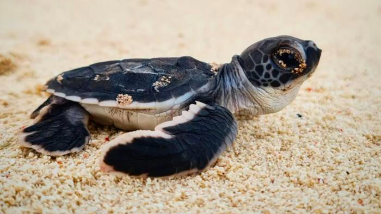 babyschildpadjes