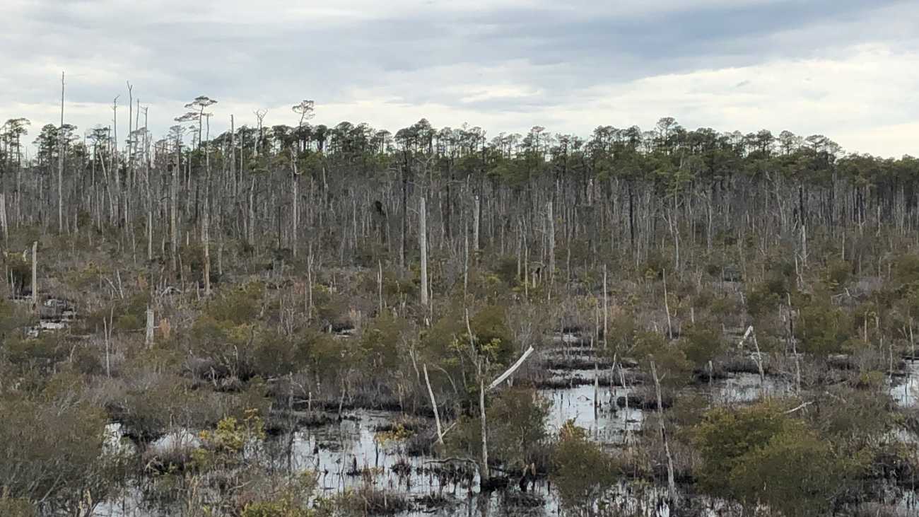 Een spookbos in North Carolina