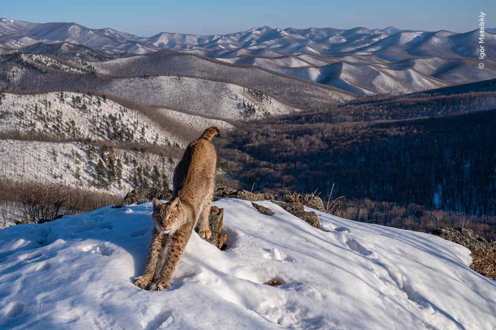 Een lynx rekt zich uit in de sneeuw