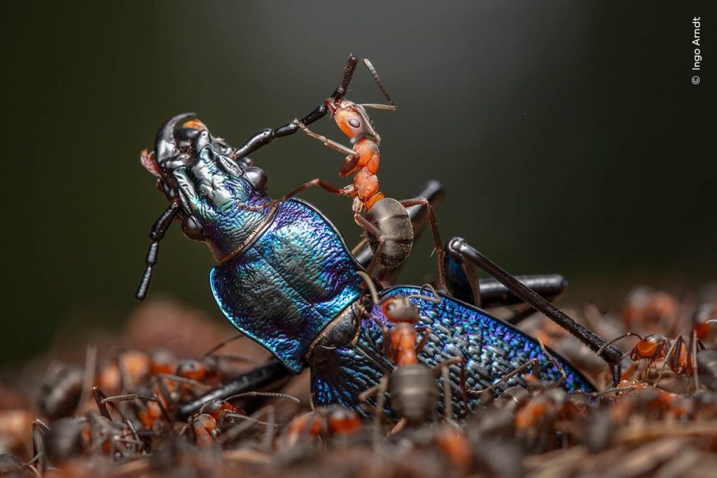 Rode bosmieren proberen een groter insect in kleinere delen op te breken, een van de winnaars van de Wildlife Photographer of the Year-competitie 