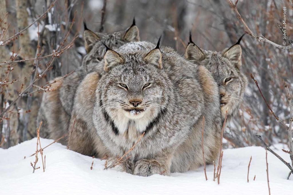 Een groep lynxen, de voorste houdt de cameraman nauwlettend in de gaten, een van de winnaars van de Wildlife Photographer of the Year-competitie 