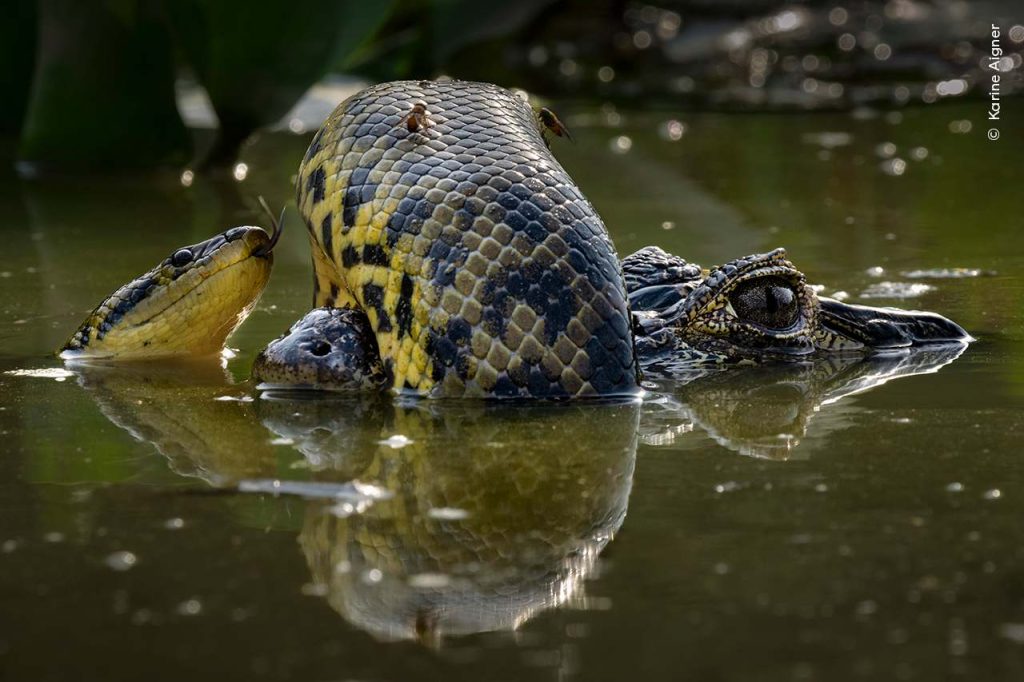 Kaaiman en anaconda in een strijd, twee dazen zitten op de slang, een van de winnaars van de Wildlife Photographer of the Year-competitie 