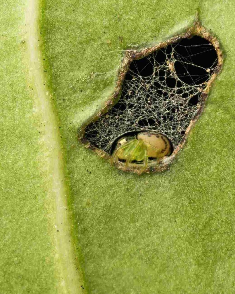 Kleine spin in een klein gaatje in een blad