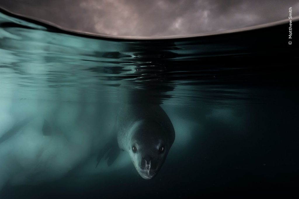 Een zeeluipaard heeft oogcontact met de camera terwijl hij onder water zwemt