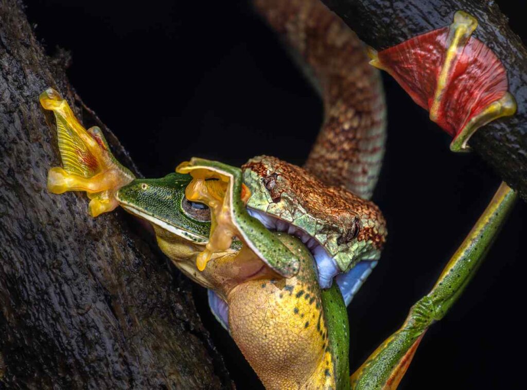 Slang eet kikker, inzending van Close-Up Photographer of the Year 