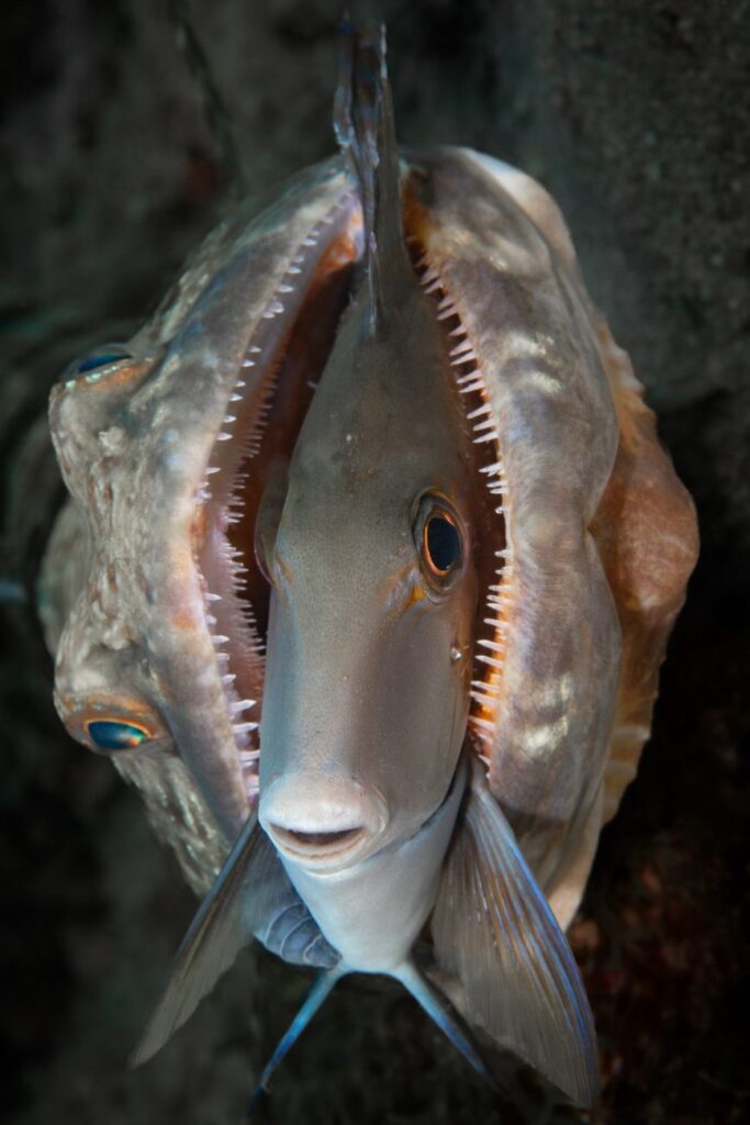 Vis in de bek van een andere vis, , inzending van Close-Up Photographer of the Year 