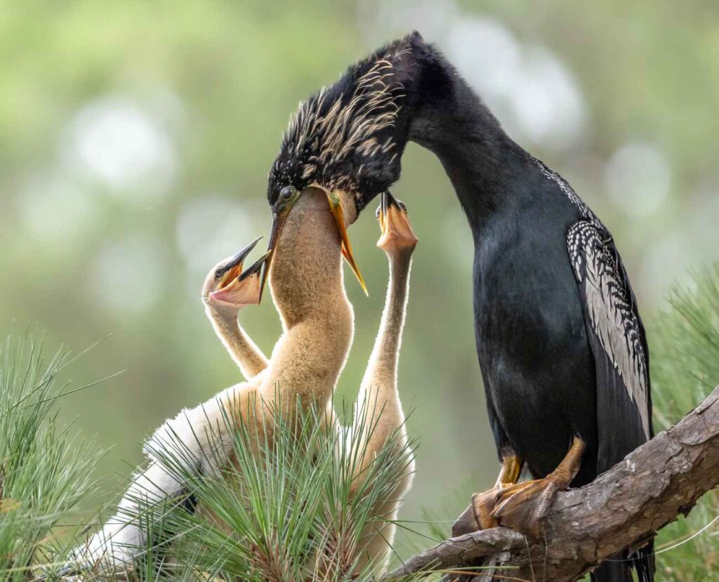 Baby vogels zoekt naar voedsel in de mond van moedervogel