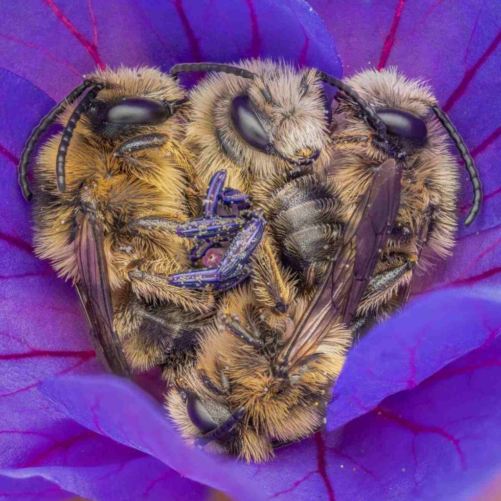 Slapende bijen in een bloem, inzending van Close-Up Photographer of the Year 