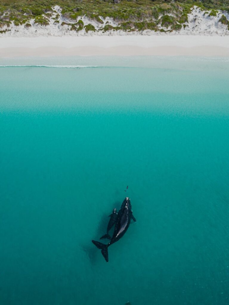 Topdown shot van een walvis met een kalf en een dolfijn dicht bij het strand