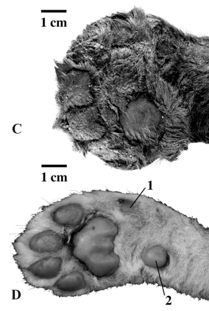 De poot van Homotherium latidens en de poot van een moderne leeuwenwelp