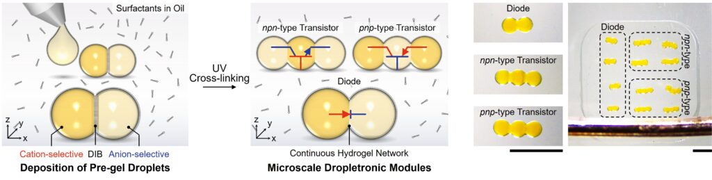 Schematische uitleg van de hydrogels druppels