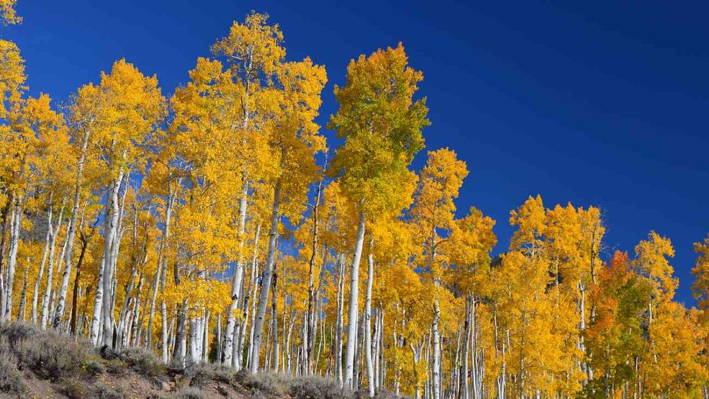 foto van populieren in Utah, Verenigde Staten, onderdeel van Pando