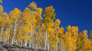 foto van populieren in Utah, Verenigde Staten, onderdeel van Pando