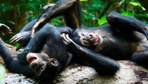 Spelende chimpansees lachen