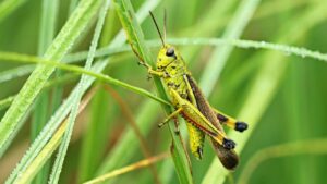 Sprinkhaan in het gras