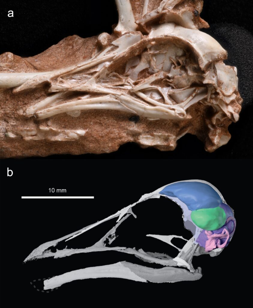 Een close-up van de schedel van Navaornis hestiaeu en de breinreconstructie.