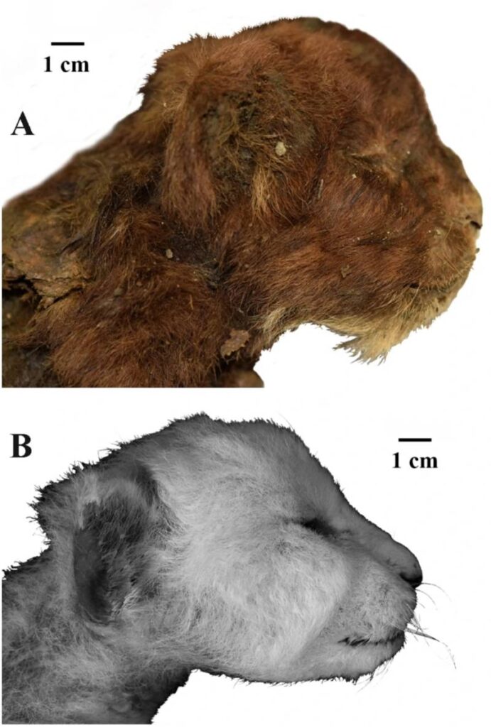 Het hoofd van Homotherium latidens in vergelijking met een leeuwenwelp