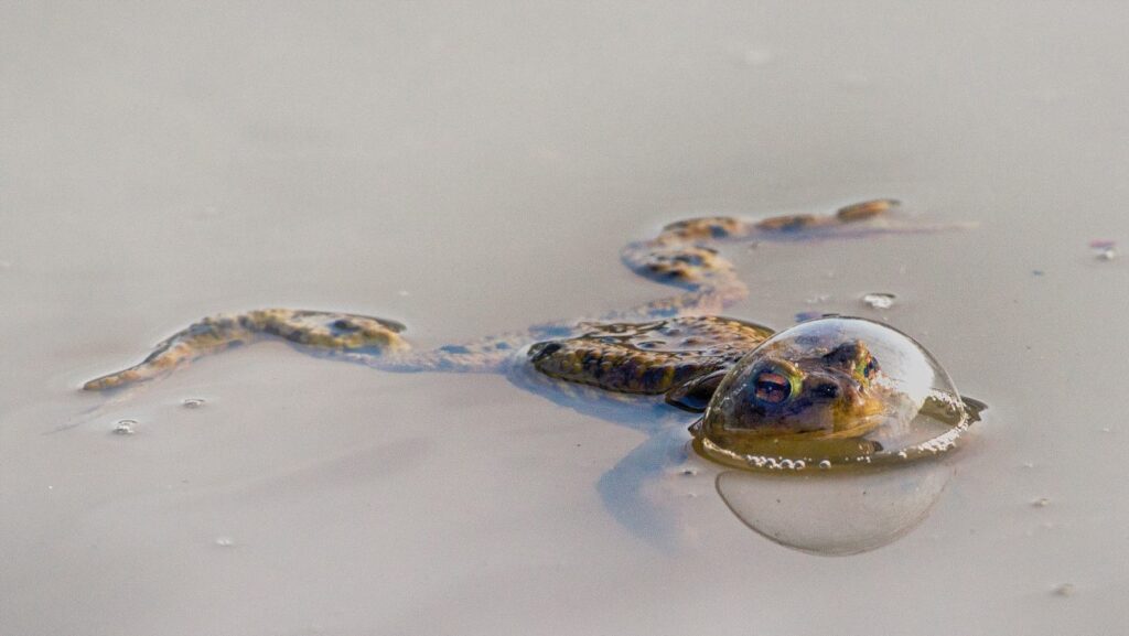 Een kikker in laag water met een luchtbel over zijn hoofd, categoriewinnaar bij Comedy Wildlife Photography Awards