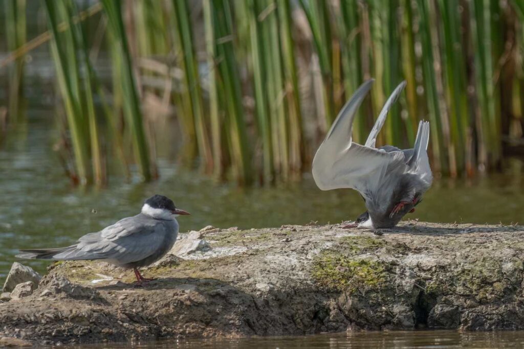 Witwangstern stort neer op een rots terwijl een andere witwangstern toekijkt, categoriewinnaar bij Comedy Wildlife Photography Awards