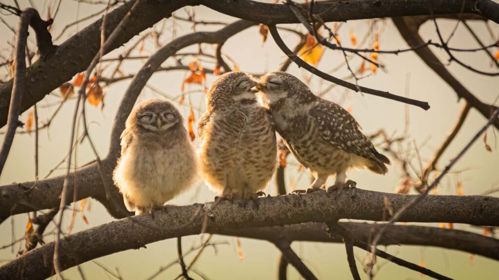 Twee uilen lijken elkaar een kusje te geven, een jonge uil zit ernaast, categoriewinnaar bij Comedy Wildlife Photography Awards