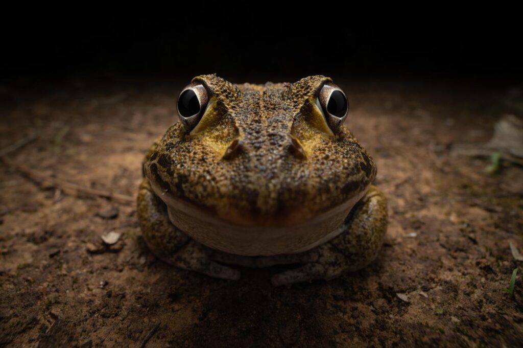 Close-up van een kikker die lijkt te glimlachen