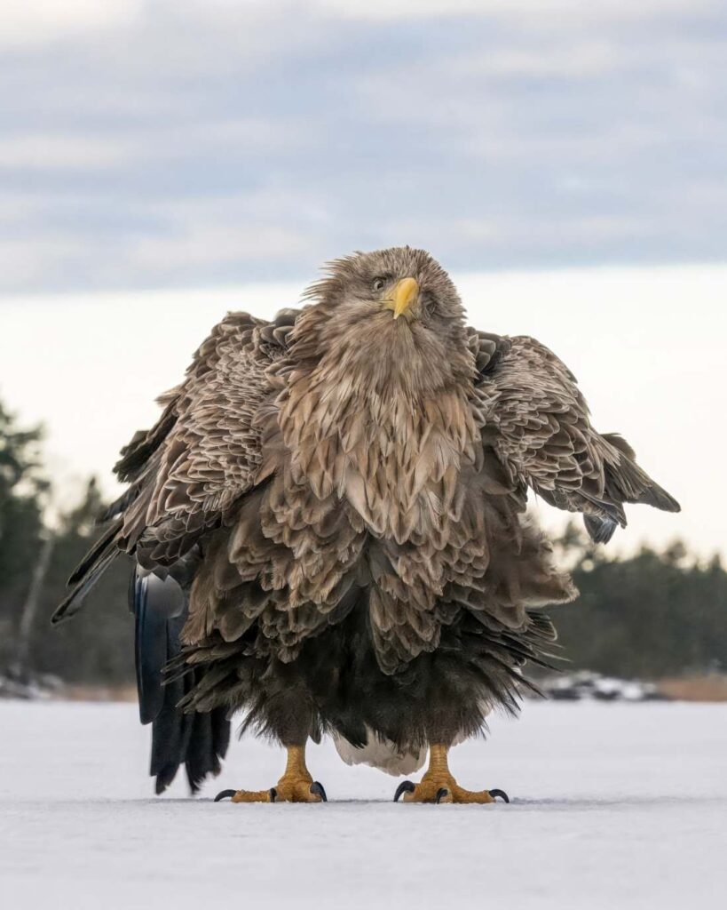 Zeearend met een wild verendek, categoriewinnaar bij Comedy Wildlife Photography Awards