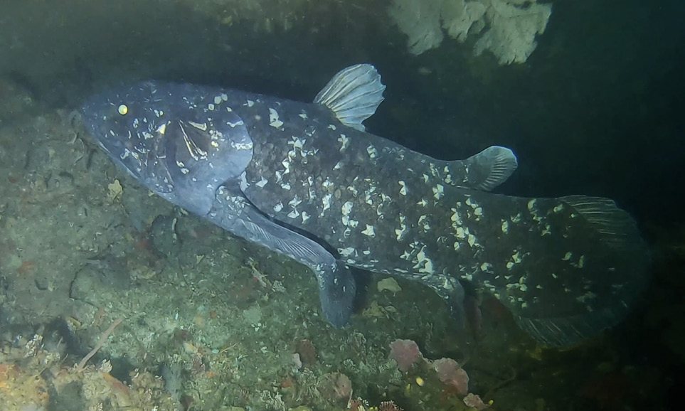 Een coelacanth gefotografeerd voor de kust van Zuid-Afrika in 2019