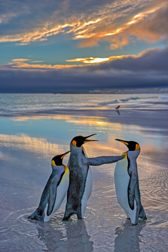 Pinguïn houdt andere pinguïn met zijn vleugel op afstand. Het lijkt alsof hij de pinguïn achter zich beschermt. 