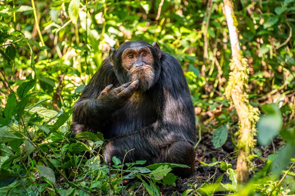 Chimpansee kijkt denkend en houdt vingers tegen zijn kin