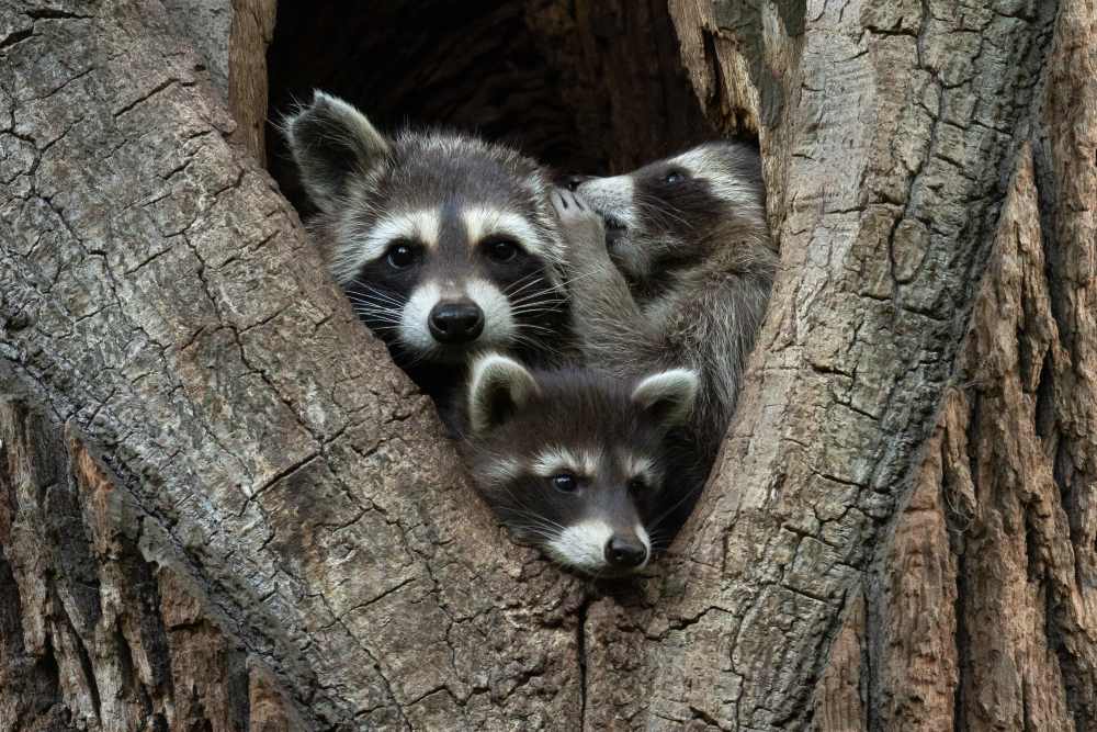 Drie kleine wasberen, een lijkt een geheimpje in de oor van een ander te fluisteren