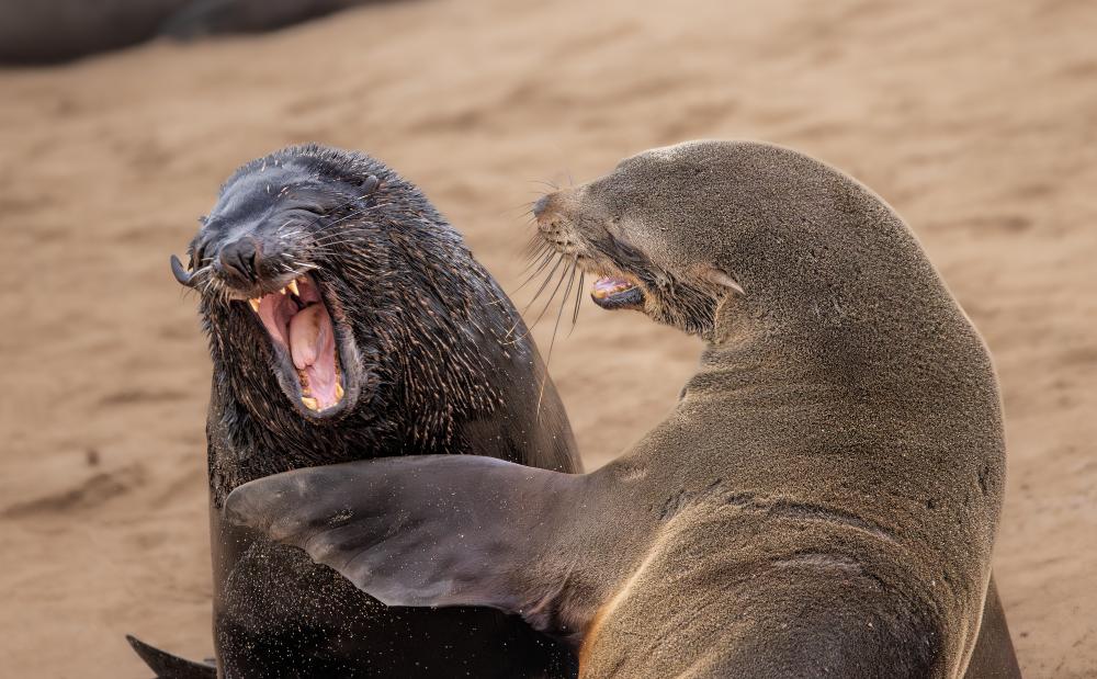 Twee zeehonden lijken samen heel hard te lachen