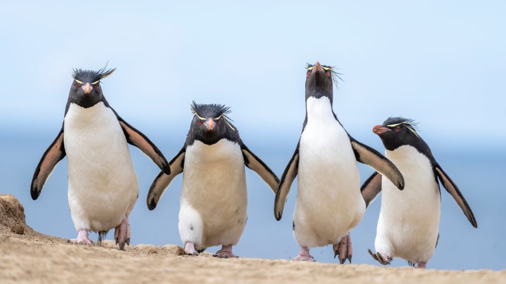 Vier pinguïns lopen als een soort gang naast elkaar. 