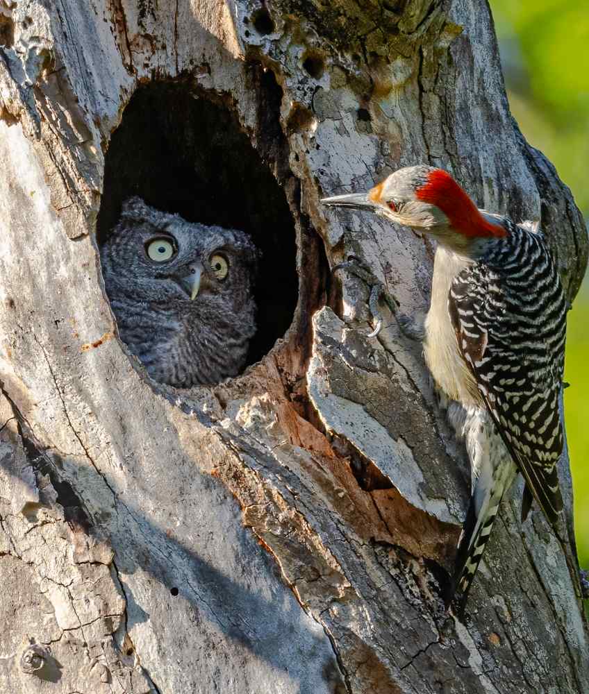 Een jonge schreeuwuil kijkt verward vanuit een holle boomstam naar een roodbuikspecht