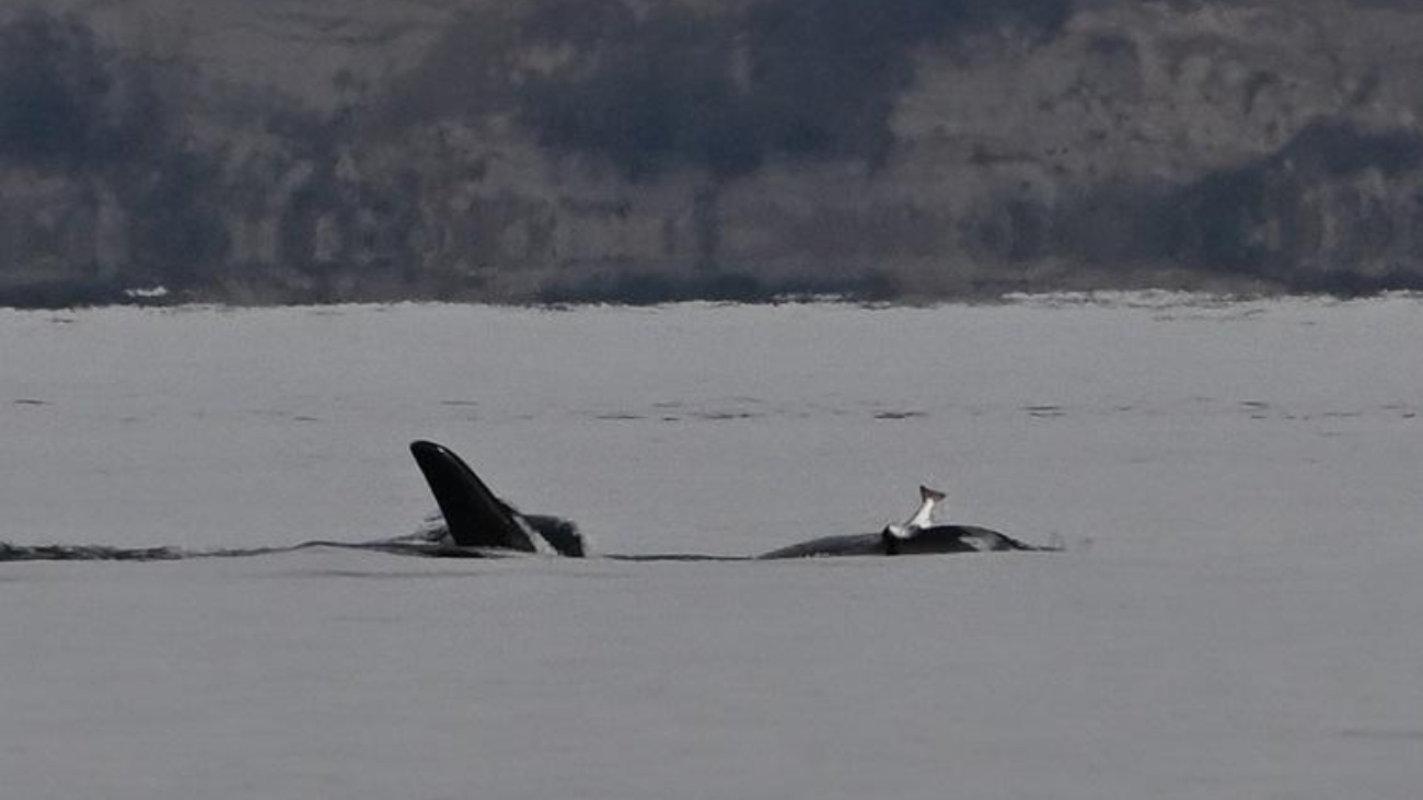 orka met zalmhoed