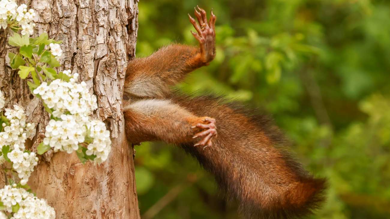 Winnaar van The Comedy Wildlife Photography Awards, eekhoorn die vastzit in een boom