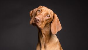 hond vizsla