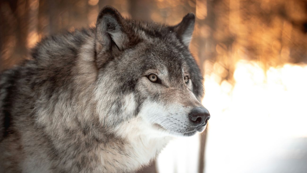 Een wolf ter illustratie van domesticatie honden