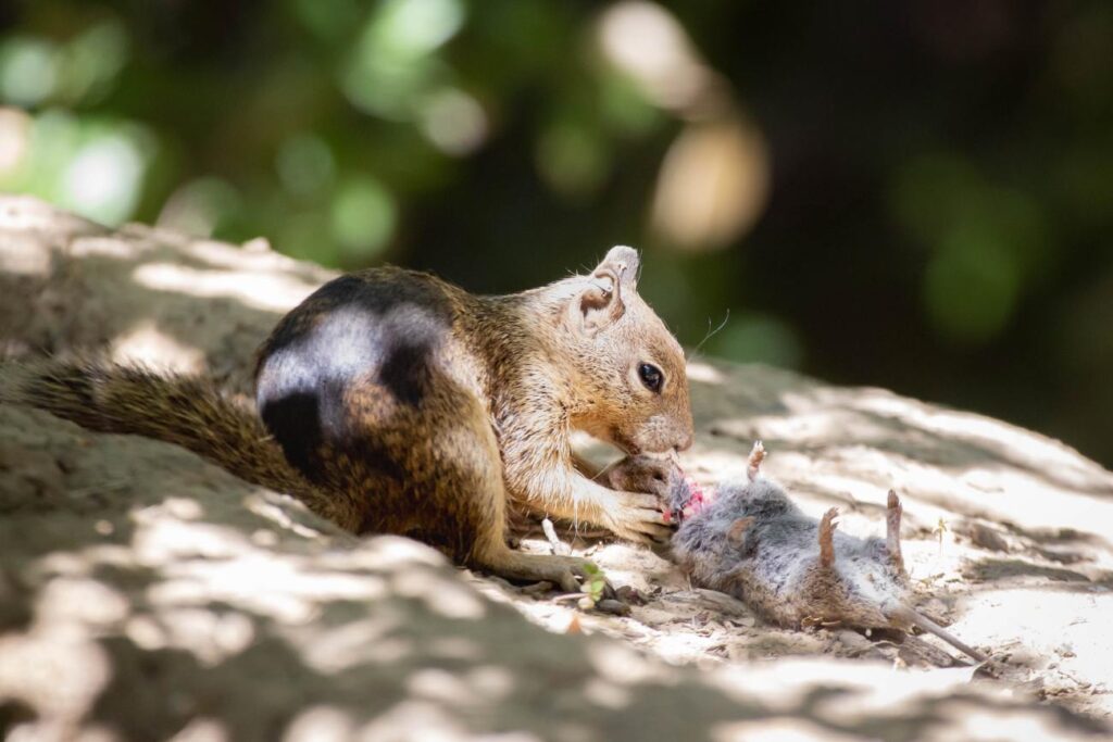 eekhoorn eet woelmuis