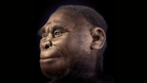 Homo floresiensis, ATOR