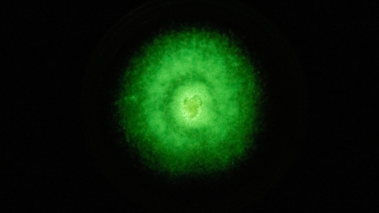 lichtgevende schimmelsoort, groen