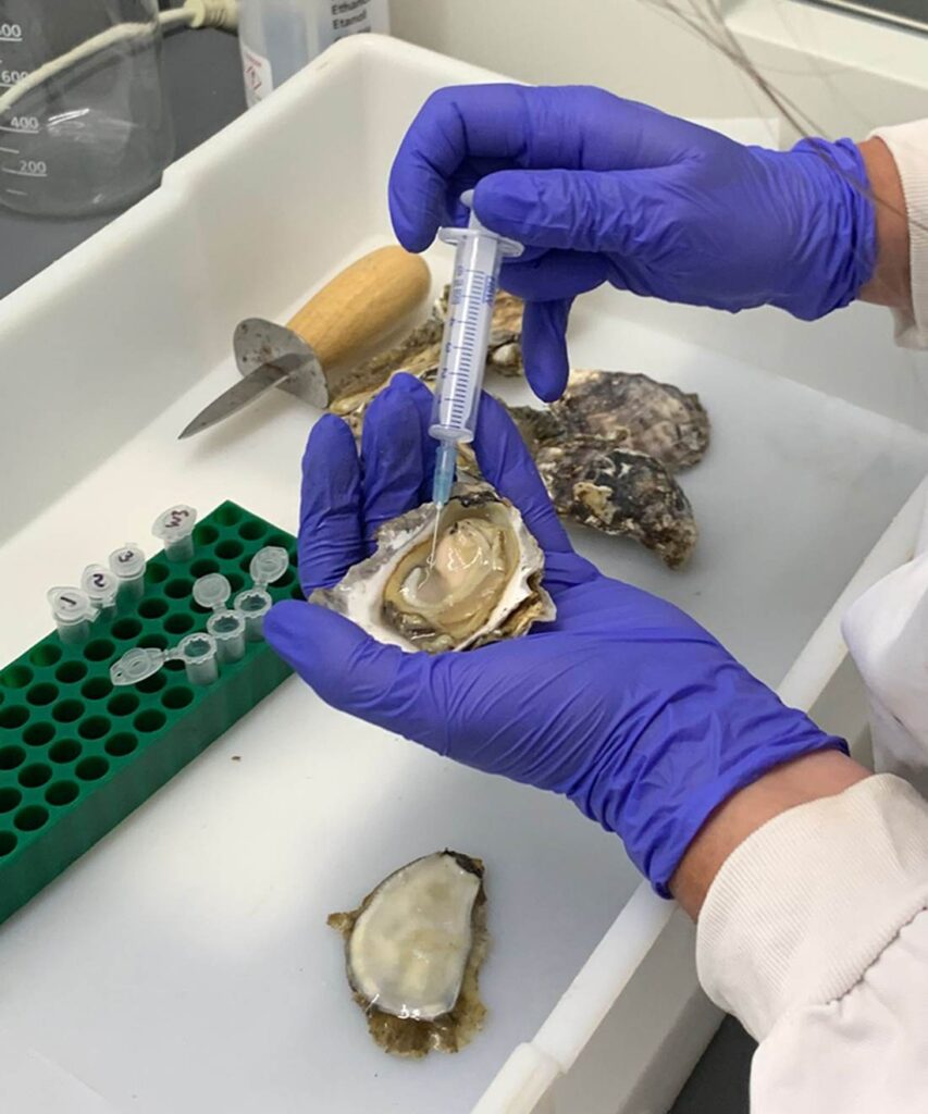 ‘Blood’ from oysters could become important in the fight against resistant superbugs