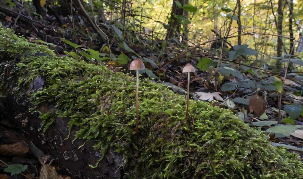 prachtmycena op een bemost stuk hout